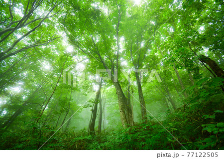 世界遺産 白神山地の森 世界遺産 白神山地の森 77122505