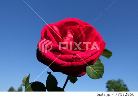 バラ　薔薇　ばら 77122956