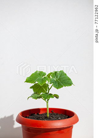 One young cucumber seedling in a pot on a white background.  77122962