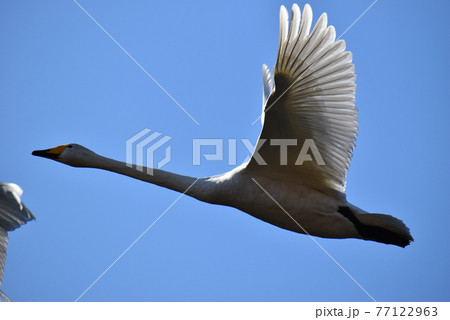 空へはばたく白鳥 77122963