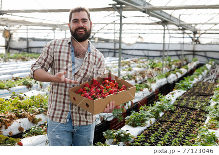 Greenhouse owner satisfied with harvest of strawberries 77123046