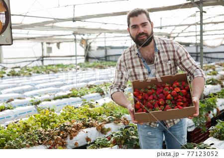 Positive man harvesting strawberries in a greenhouse 77123052