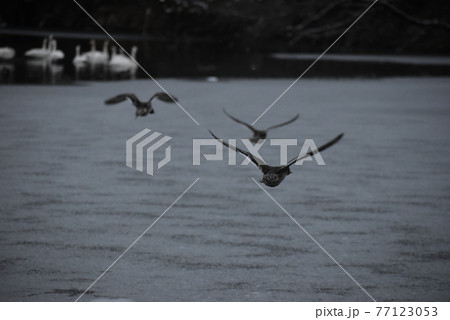 飛び立つ鳥 77123053