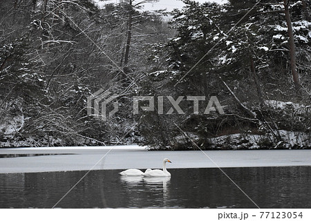 雪景色とハクチョウ 77123054