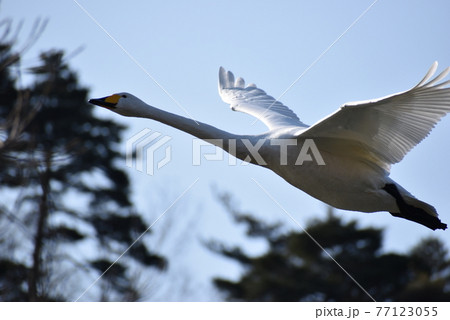 飛び立つ白鳥 77123055