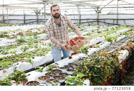 Successful male gardener with strawberries in a greenhouse Successful male gardener with strawberries in a greenhouse 77123058