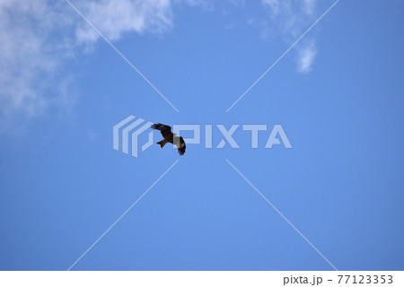 羽ばたくトンビ 77123353