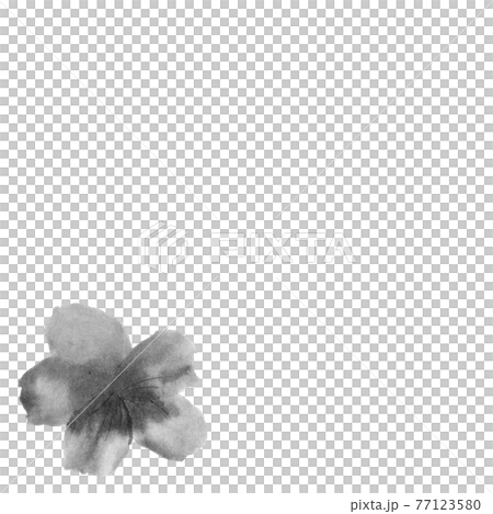 Flower illustration (azalea) Flower illustration (azalea) 77123580