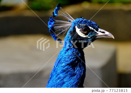 クジャク3 ニフレル の写真素材