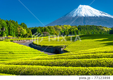 《静岡県》富士山と茶畑の風景 《静岡県》富士山と茶畑の風景 77123898