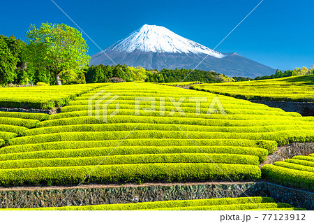《静岡県》富士山と茶畑の風景 77123912