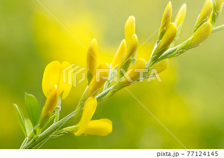 エニシダ Cytisus scoparius  77124145