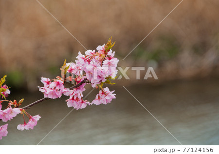 川辺に咲く河津桜 (河津、静岡県) 77124156