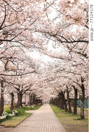 多摩市宝野公園 桜 多摩市宝野公園 桜 77124178