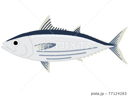 カツオのイラスト 77124263