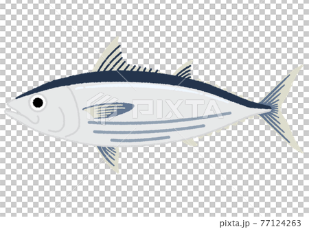 カツオのイラスト 77124263