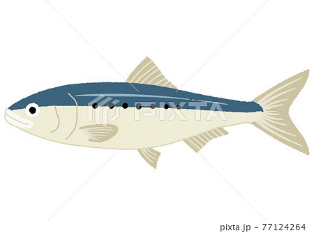 イワシのイラスト 77124264