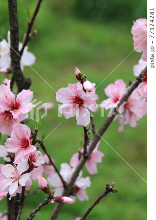 アーモンドの花 77124281