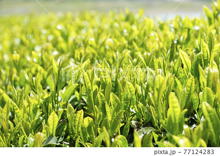 初夏の茶畑の葉 77124283