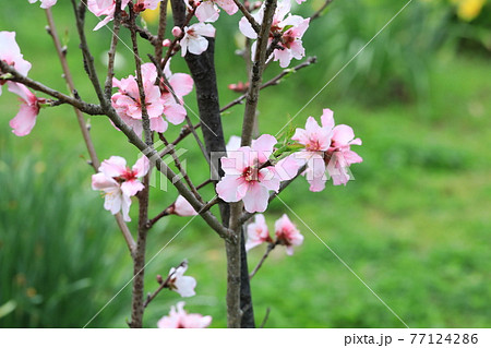 アーモンドの花 77124286