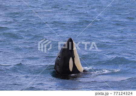 知床の海に回遊する野生のシャチ(北海道羅臼沖) 知床の海に回遊する野生のシャチ(北海道羅臼沖) 77124324
