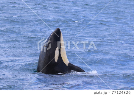 知床の海に回遊する野生のシャチ（北海道羅臼沖） 77124326