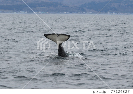 知床の海に回遊する野生のシャチ（北海道羅臼沖） 77124327