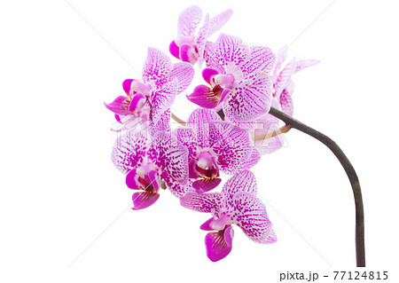 Beautiful pink orchid flower on pastel pink isolated on background Beautiful pink orchid flower on pastel pink isolated on background 77124815