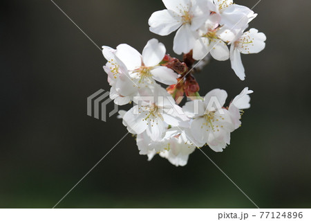 桜 桜 77124896