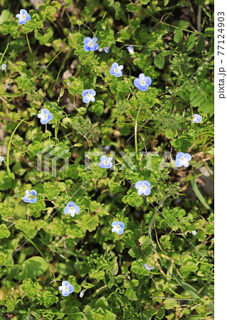 オオイヌノフグリ オオイヌノフグリ 77124903