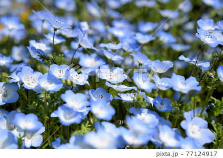 ネモフィラ 77124917