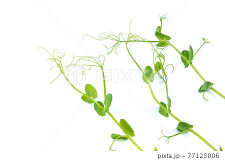 pea sprouts with tendrils lying flat pea sprouts with tendrils lying flat 77125006