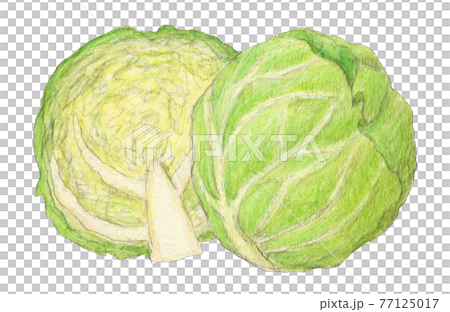 How to Draw a Cabbage | Step-by-Step Tutorial