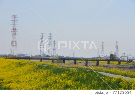 土手道・菜の花・鉄塔・橋梁(埼玉県) 土手道・菜の花・鉄塔・橋梁(埼玉県) 77125054