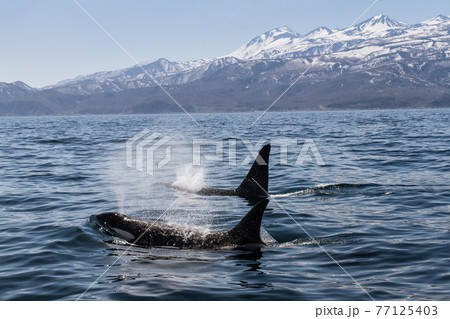 知床の海に回遊する野生のシャチ（北海道羅臼沖） 77125403