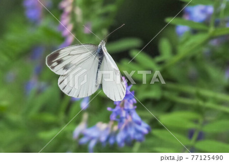 クサフジの花にやって来たスジグロシロチョウ 77125490