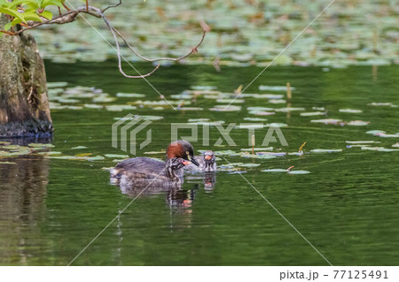 子供に餌を与えるカイツブリ 77125491