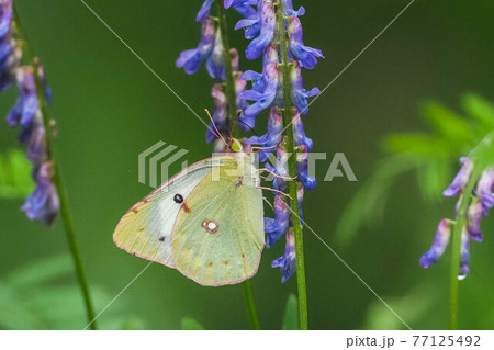 クサフジの花にやって来たモンキチョウ 77125492