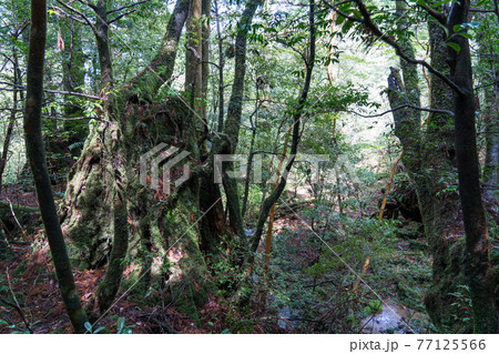 屋久島　白谷雲水峡　太鼓岩往復コース 77125566