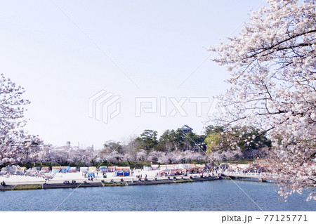 祭り 岡崎 桜 岡崎公園の桜2022年の見頃時期と開花状況やライトアップは？
