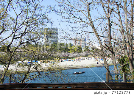 岡崎の桜まつりと舟遊び(2021年度) 岡崎の桜まつりと舟遊び(2021年度) 77125773