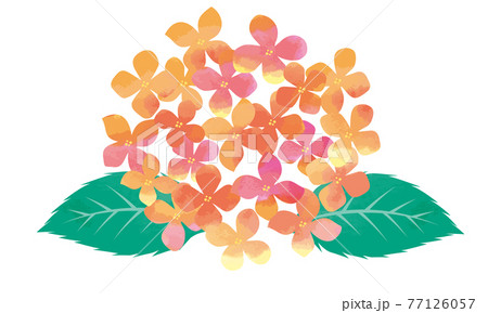 水彩画 水彩タッチ初夏梅雨の植物花 紫陽花のイラストのイラスト素材