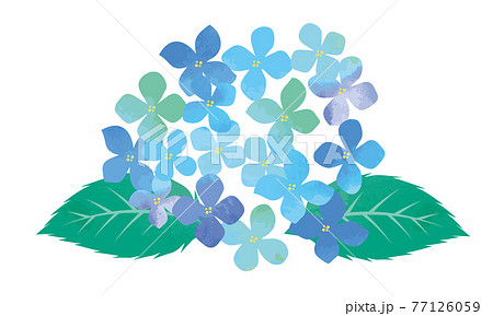 水彩画 水彩タッチ初夏梅雨の植物花 紫陽花のイラスト 水彩画 水彩タッチ初夏梅雨の植物花 紫陽花のイラスト 77126059
