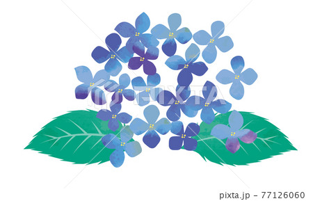 水彩画 水彩タッチ初夏梅雨の植物花 紫陽花のイラストのイラスト素材