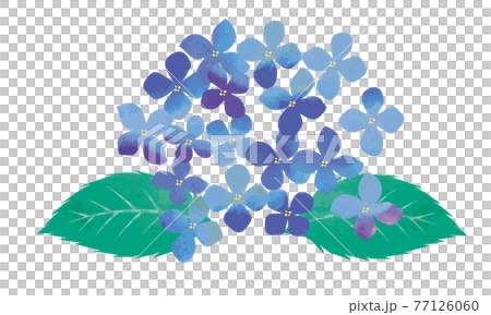 水彩画　水彩タッチ初夏梅雨の植物花　紫陽花のイラスト 77126060