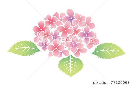 初夏梅雨の植物花 紫陽花のイラスト ベクターデータのイラスト素材