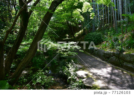 丈山苑 青もみじ 緑色の世界 丈山苑 青もみじ 緑色の世界 77126103