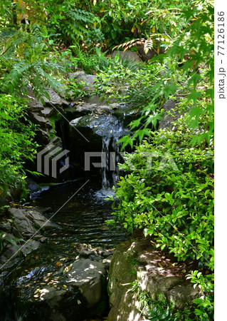 丈山苑 青もみじ 緑色の世界 丈山苑 青もみじ 緑色の世界 77126186