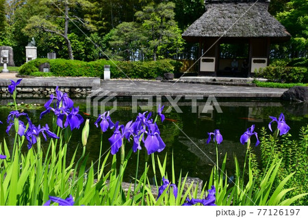 丈山苑 青もみじ 緑色の世界 丈山苑 青もみじ 緑色の世界 77126197