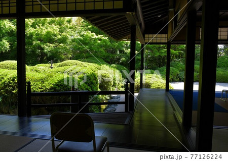 丈山苑　青もみじ　緑色の世界 77126224